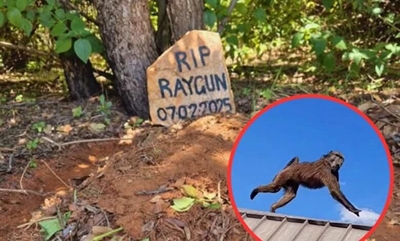 Brutal killing of Raygun the baboon to be investigated