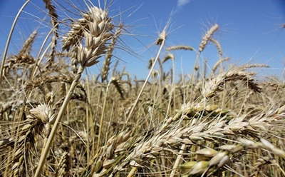 Farm on the stock market, increase your profits