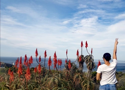 Visual odes to aloes