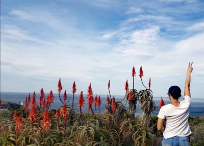 Visual odes to aloes
