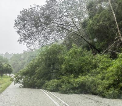 Madiba Drive obstructed by fallen tree