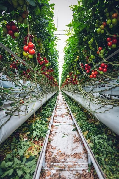 Taking care of tomatoes after transplanting