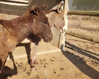 Donkeys saved from life of abuse