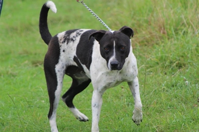 Adopt a forever friend from Odin