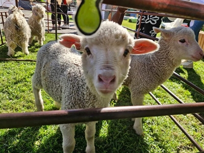 KInders speel-speel op die plaas