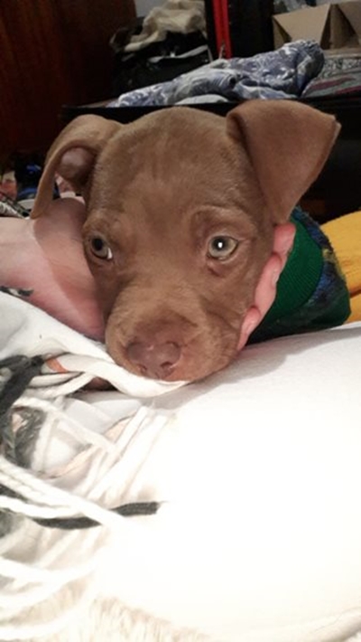 Reward offered for stolen puppy 