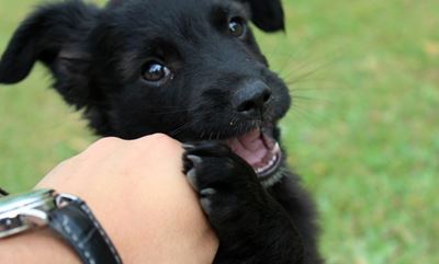 How to stop your puppy from biting