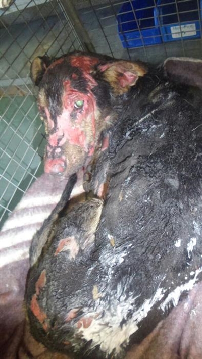 Chaining your dog is cruel and illegal