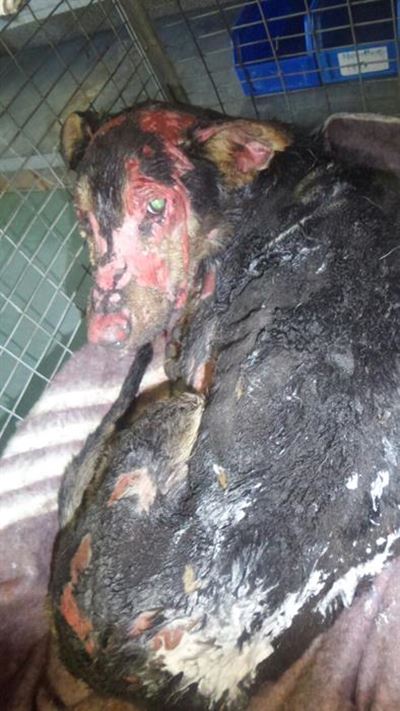 Chaining your dog is cruel and illegal