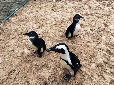 Penguins freed from rehabilitation