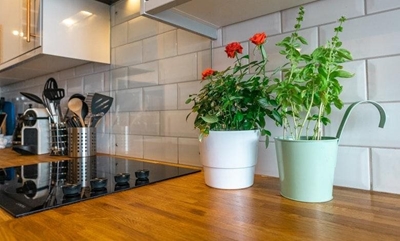 Growing herbs in your kitchen