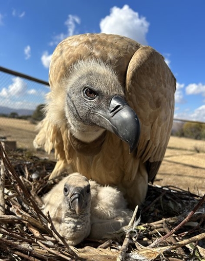  Africa's largest vulture relocation project gets the green light