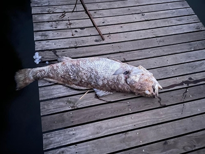 Dead fish no reason for panic