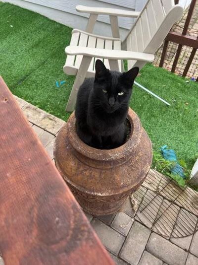 Cat euthanised after being shot 'with air rifle'