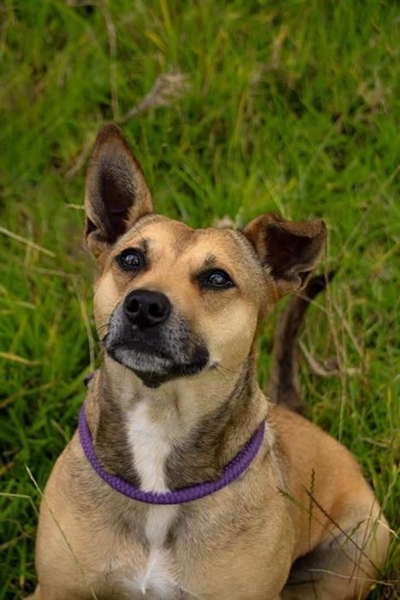 Tails wagging in waiting at Odin