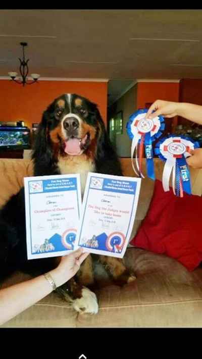 Calling all dashing dogs