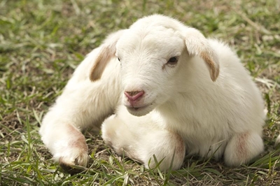 The proper fencing to keep sheep and goats safe