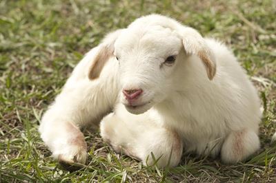 The proper fencing to keep sheep and goats safe