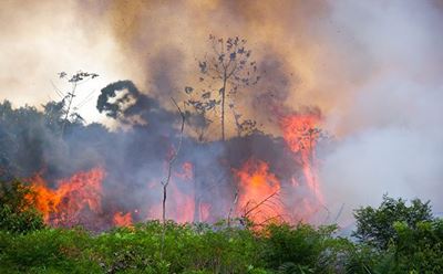 Agriculture pushing Amazon deforestation to record levels