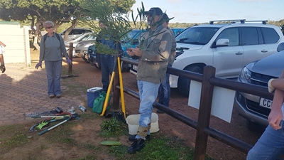 Indringerplante in Stilbaai se dae getel