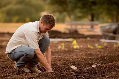Save money by growing your own vegetables
