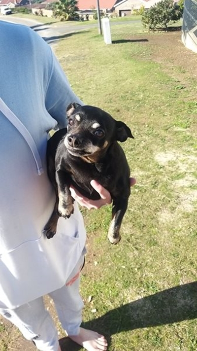 Hond wat na inbraak weghardloop gevind