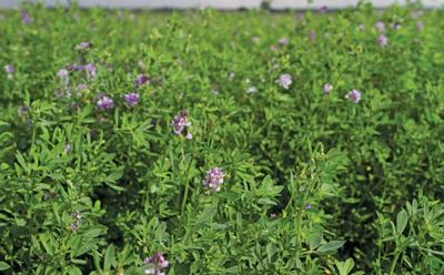 Lucerne: A massive export market for ‘green gold’