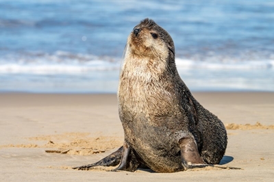 Subantarctic fur seal visits Little Brak