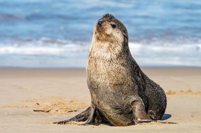 Subantarctic fur seal visits Little Brak