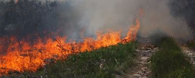Prescribed burn in Tsitsikamma 'on track'