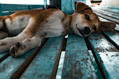 Potential impact of rabies outbreak on you