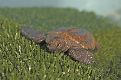 Little loggerheads in trouble