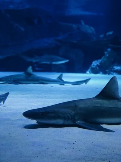 Warning: hefty penalties for catching sharks illegally