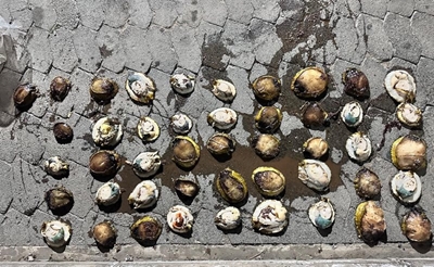 Man caught with R13 000 worth of abalone