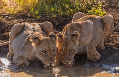 Our top 5 safari spots in South Africa