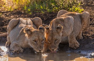 Our top 5 safari spots in South Africa