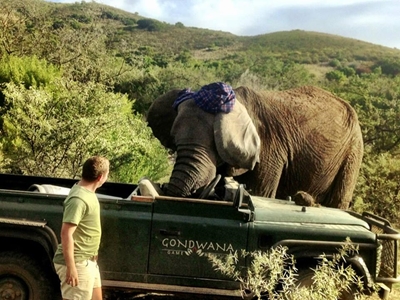 Update: Gondwana weeps for Thandora
