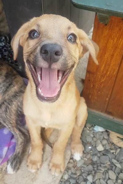 Up for adoption