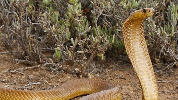 Snake alert | George Herald