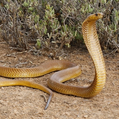 Snake alert