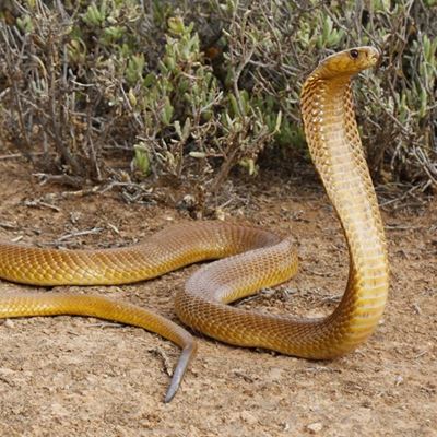 Snake alert