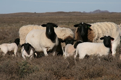 Nuwe befondsingsmodel vir indringerplantbestuur voorgestel