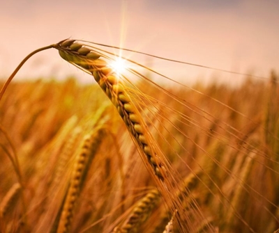 Winter crop farmers advised to wait for sufficient moisture before planting 