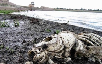 More rain needed to break Western Cape drought