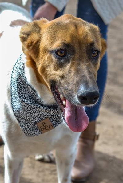 Odin pets available for adoption