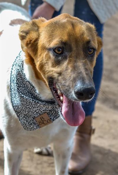 Odin pets available for adoption
