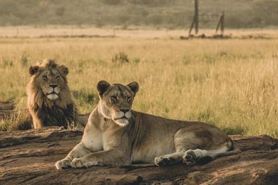 SANParks welcomes report on wildlife management