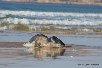 Rare creature visits Plett's shore