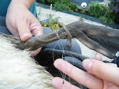 'Careless anglers cause distress, death'