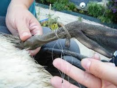 'Careless anglers cause distress, death'